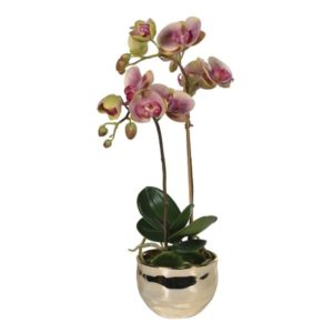 Dusky Pink & Green Orchid in Gold Pot