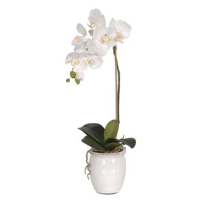 White Orchid in Cream Glazed Pot