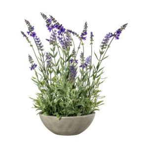 Potted Lavender Bowl Small